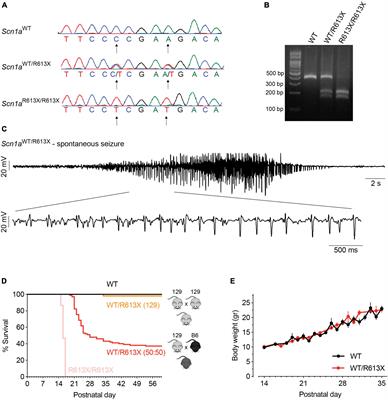 Heat-induced seizures, premature mortality, and hyperactivity in a novel Scn1a nonsense model for Dravet syndrome
